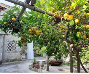 Agrihotel Il vitigno